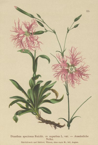 Superb Pink by German School